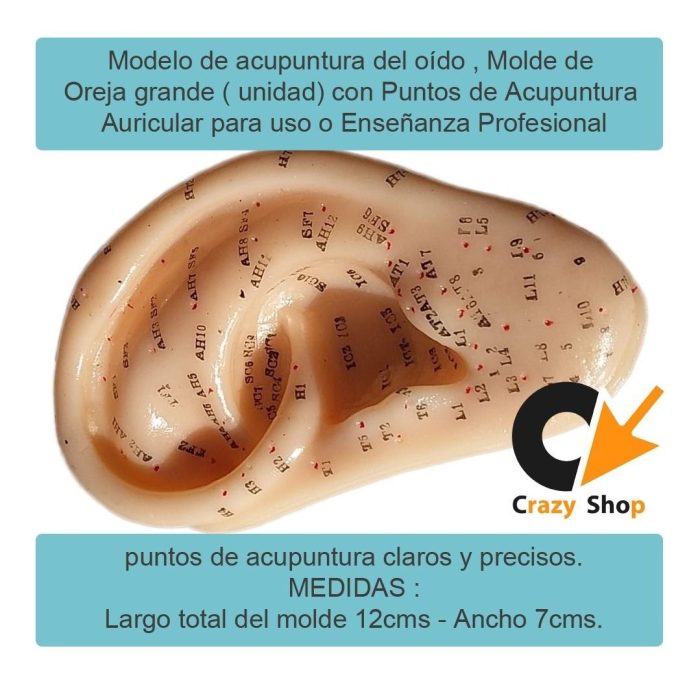 Oreja Con Puntos De Auriculoterapia Grande - Imagen 3