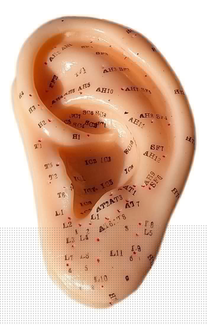 Oreja Con Puntos De Auriculoterapia Grande - Imagen 2