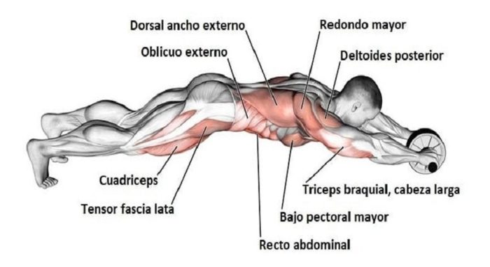Rueda Abdominal Con Alfombra Standard - Imagen 9